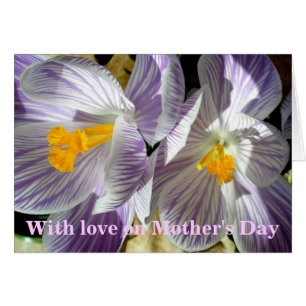 White Lila Crocuses Mors dag Card Hälsningskort