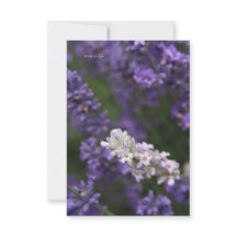 White & Lila Lavender