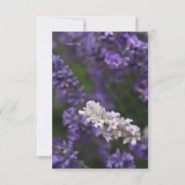 White & Lila Lavender Anteckningskort
