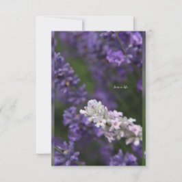 White & Lila Lavender med bakgrund Anteckningskort
