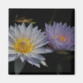 White & Lila Lotus Waterlilies magnet