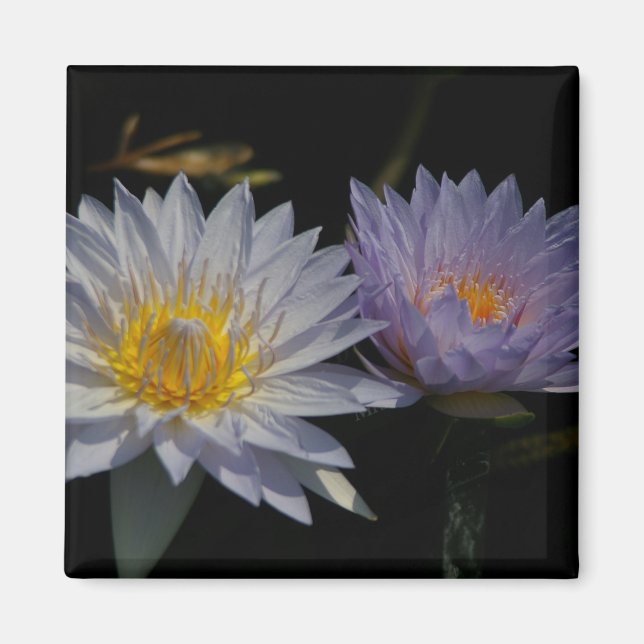 White & Lila Lotus Waterlilies magnet (Framsidan)