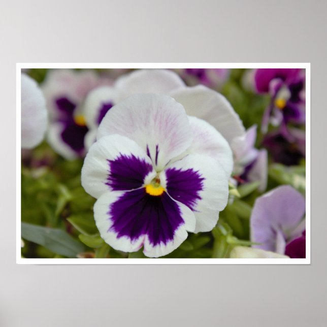 White Lila Pansy Photo Poster (Framsidan)