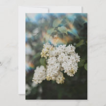 White Lilac Flowers with Rainbow Flare card