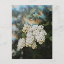 White Lilac Flowers with Rainbow Flare, Greeting Vykort