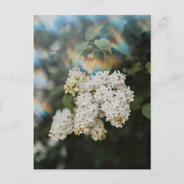 White Lilac Flowers with Rainbow Flare, Greeting Vykort (Framsida)