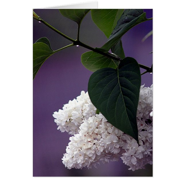 WHITE LILAC HÄLSNINGSKORT (Framsidan)