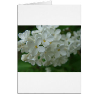White Lilac Hälsningskort