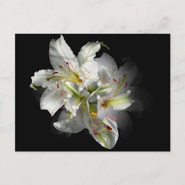 White Lilies Fantasy Vykort (Framsida)