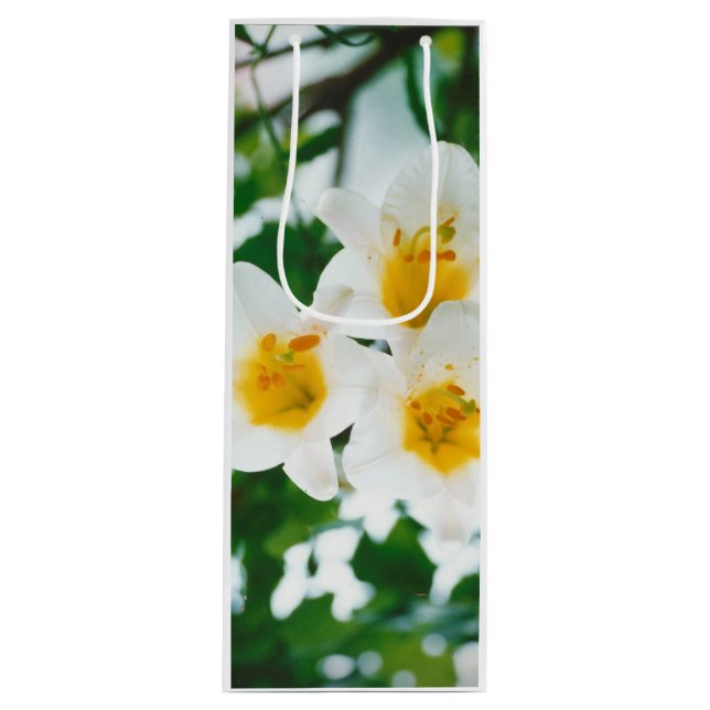 White Lilies - Lily Flower Lilium candidum (Framsidan)