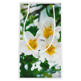 White Lilies - Lily Flower Lilium candidum