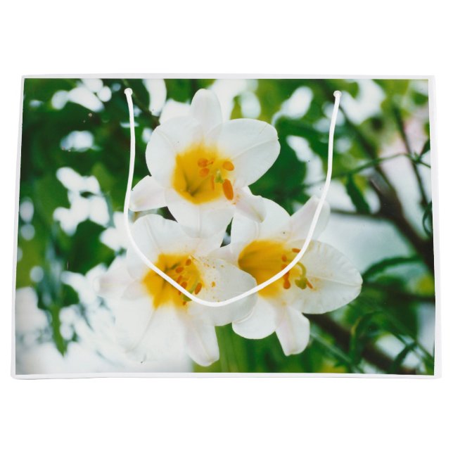 White Lilies - Lily Flower Lilium candidum (Framsidan)
