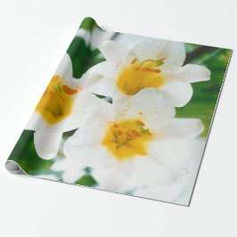 White Lilies - Lily Flower Lilium candidum Presentpapper
