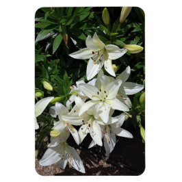 White Lilies Magnet