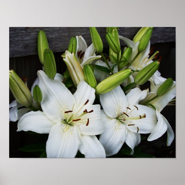 White Lilies Poster (Framsidan)