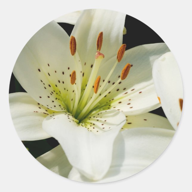 White Lilies Stickers Runt Klistermärke (Framsida)