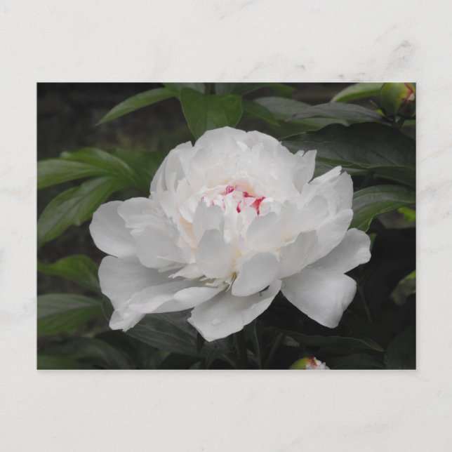 White Lilly Post Card Vykort (Framsida)