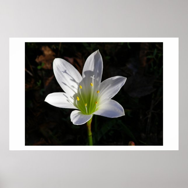 White Lilly Poster (Framsidan)