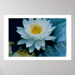 "WHITE LILLY" SKRIV UT POSTER