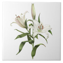 White Lily Asiatic Flowers Botanical Art Kakelplatta