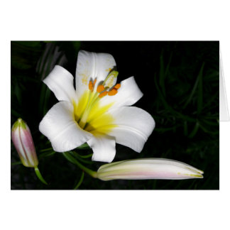 White Lily Card Hälsningskort