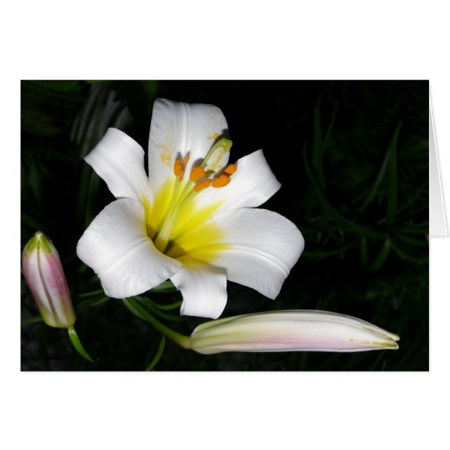 White Lily Card Hälsningskort (Framsidan Horizontal)