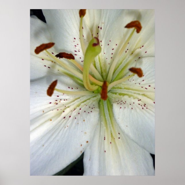 White Lily Close Up Poster (Framsidan)