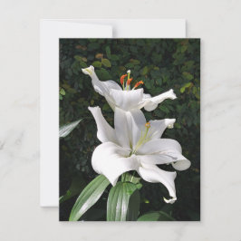 White Lily Dignity Anteckningskort