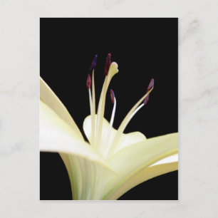 White Lily Flower Lilies Flowers Photo Vykort