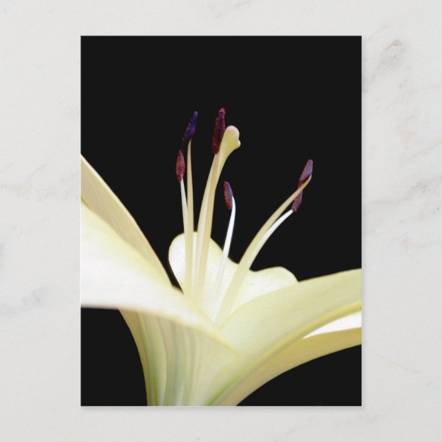 White Lily Flower Lilies Flowers Photo Vykort (Framsida)