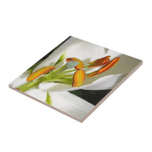 White Lily Kakelplatta