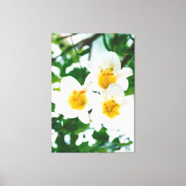 White Lily - Lilium candidum Canvastryck