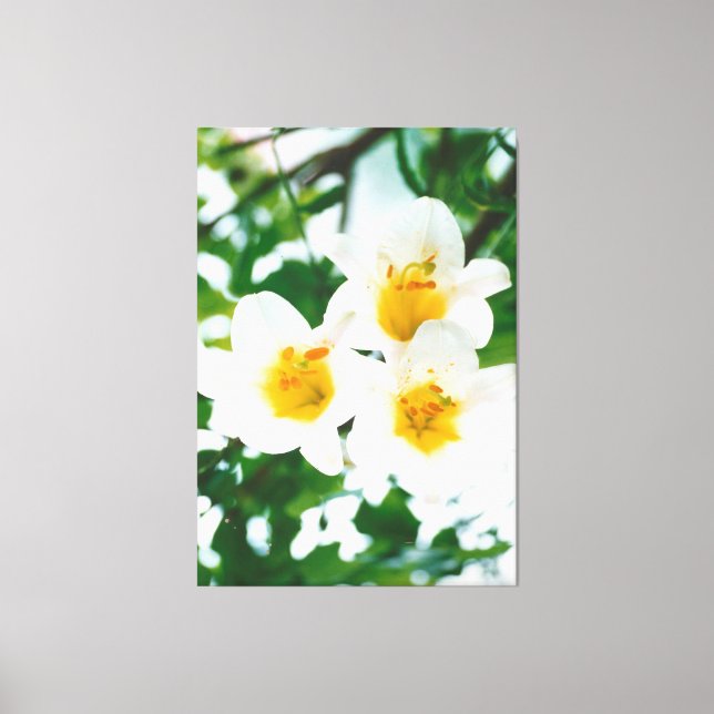 White Lily - Lilium candidum Canvastryck (Framsida)