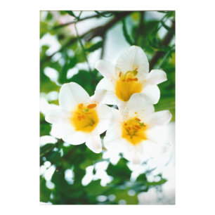 White Lily - Lilium candidum Fototryck