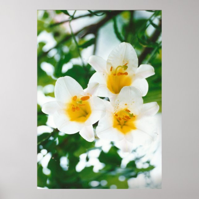 White Lily - Lilium candidum Poster (Framsidan)
