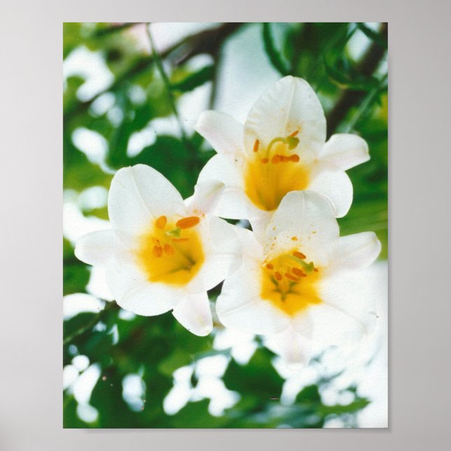 White Lily - Lilium candidum Poster (Framsidan)