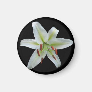 White Lily Magnet