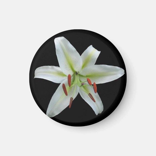 White Lily Magnet (Framsidan)
