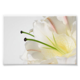 White Lily med Grönt Stamin and Gult Center Fototryck