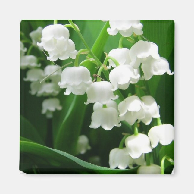 White Lily of the Valley Magnet (Framsidan)