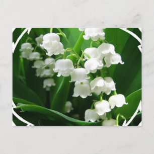 White Lily of the Valley Postcard Vykort