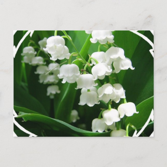 White Lily of the Valley Postcard Vykort (Framsida)