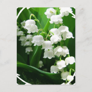 White Lily of the Valley Postcard Vykort