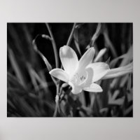 White Lily