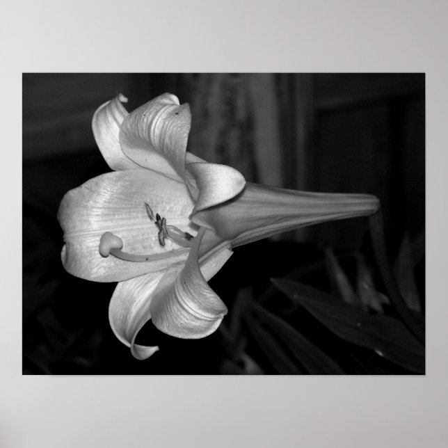White Lily Poster (Framsidan)