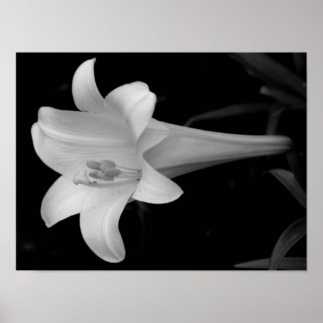White Lily Poster (Framsidan)