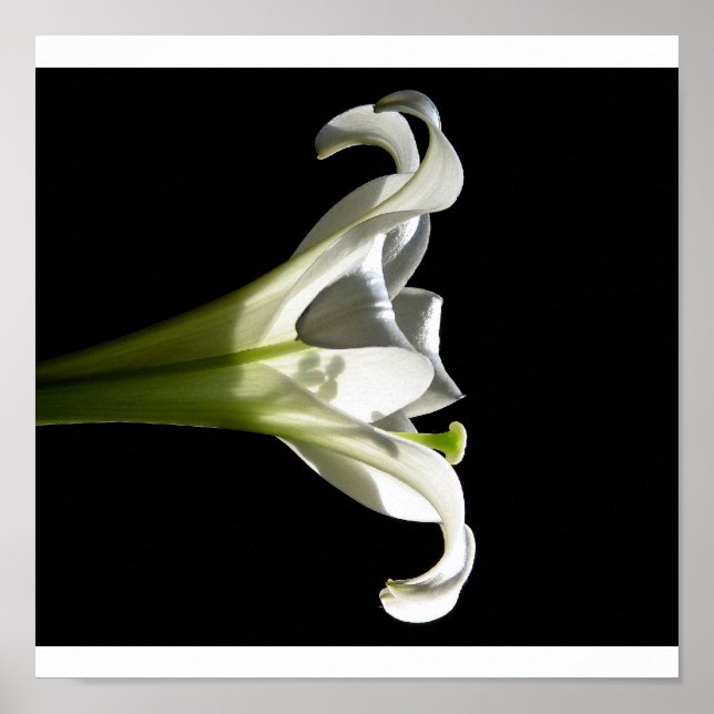 White Lily Poster 2 (Framsidan)