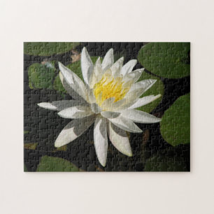 White Lily Pussel