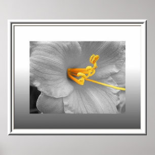 White Lily Selective Färg Poster/Kanvastryck Poster