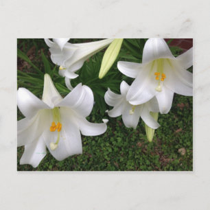 White Lily vycard Vykort